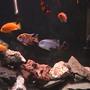 freshwater fish - aulonocara nyassae var. - peacock cichlid, orange blossom stocking in 120 gallons tank - Another close up... 2 Yellow Lab 2 Blue Dolphin 1 OB Peacock 1 Powder Blue 1 Red Zebra 1 Nimbochromis Venustus 1 Clown Loach