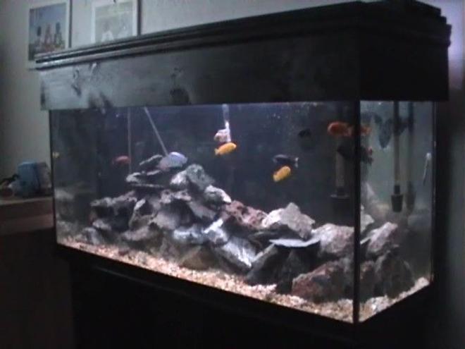 120 gallons freshwater fish tank (mostly fish and non-living decorations) - 120 Gallons