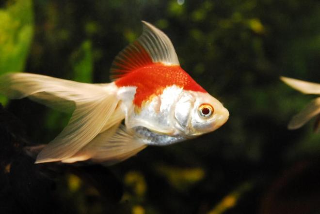 freshwater fish - carassius auratus - red & white ryukin goldfish stocking in 55 gallons tank - 4" Orange/White Goldfish