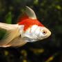 freshwater fish - carassius auratus - red & white ryukin goldfish stocking in 55 gallons tank - 4" Orange/White Goldfish