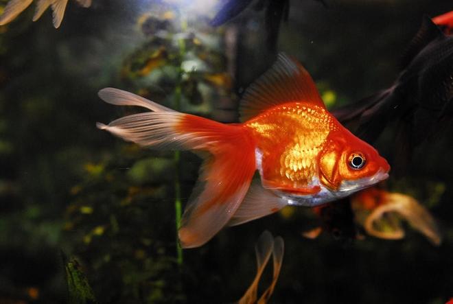 freshwater fish - carassius auratus - fantail goldfish stocking in 55 gallons tank - 4" Orange Goldfish