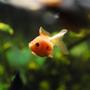 freshwater fish - carassius auratus - crown pearlscale goldfish stocking in 55 gallons tank - 1" Pearlscale Goldfish