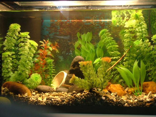 10 gallons planted tank (mostly live plants and fish) - My 10 gal tank containing 6 neon tetras, 1 dwarf gourami and 2 chinease algea eaters. 

There is one flower pot and 10 plants.

I got all the gravel and rocks from outside my house. ( had to cook them ) (: