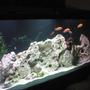 160 gallons freshwater fish tank (mostly fish and non-living decorations) - With our Fish in it