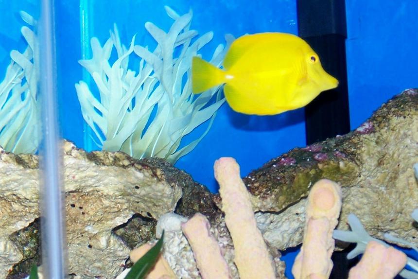 Rated #63: Saltwater Fish - Zebrasoma Flavescens - Yellow Tang - Hawaii Stocking In 50 Gallons Tank - My yellow tang King of the reef