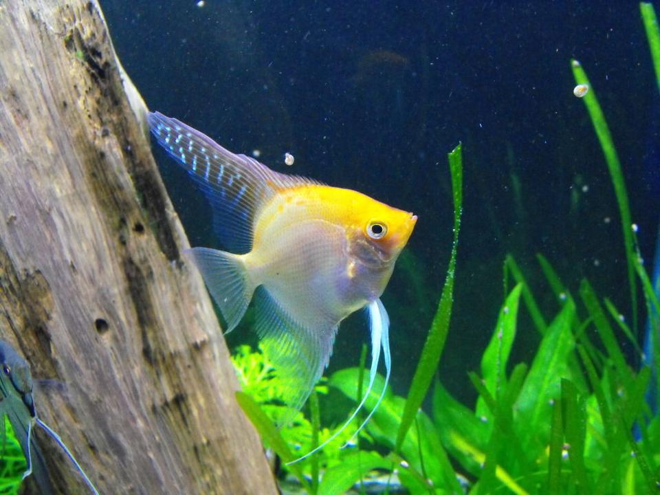 freshwater fish - pterophyllum sp. - gold veil angel stocking in 55 gallons tank - Angel Fish
