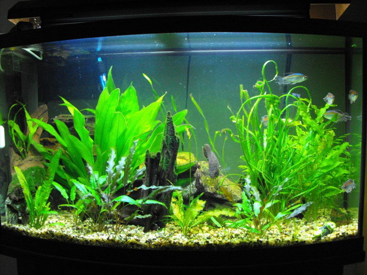55 gallons planted tank (mostly live plants and fish) - 55 gallon african tank