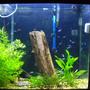 55 gallons planted tank (mostly live plants and fish) - 40 gallon tall amazon