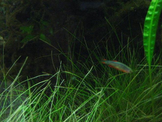 freshwater fish - celestichthys margaritatus - celestial pearl danio stocking in 24 gallons tank - galaxy danio