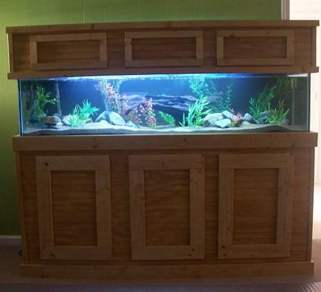 100 gallons freshwater fish tank (mostly fish and non-living decorations) - 100 gallon african cichlid tank