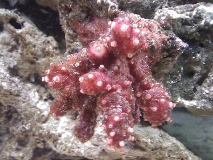 corals inverts - nephthyigorgia sp. - chili cactus coral stocking in 55 gallons tank - Chili Coral
