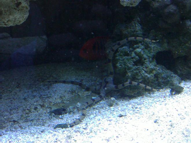 corals inverts - ophiolepsis superba - serpent sea star, fancy tiger striped stocking in 55 gallons tank - Serpent Star