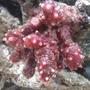 corals inverts - nephthyigorgia sp. - chili cactus coral stocking in 55 gallons tank - Chili Coral Blooming