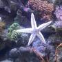 corals inverts - astropecten polycanthus - sand sifting sea star stocking in 55 gallons tank - Sandsifter on the glass