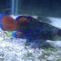 saltwater fish - synchiropus splendidus - green mandarin stocking in 55 gallons tank - Green Mandarin "Manny"
