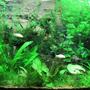 220 gallons planted tank (mostly live plants and fish) - 3 Mth Since Planting. 4ft Aqua Nova Tank. Approx 220Lt 3x Fluro tube lighting. 10 Hrs daily. 300 Watt Heater (Aqua One) Eheim 1500 L/Hr Canister Filter Timer Reg CO2 system. 1 Bubble / Sec. Bioball CO2 Reactor (Approx 1000L/Hr) Fine Pebbles / Sand (Bottom Substrate) Professional Substrate (Top layer) 50L water change weekly. Substrate and liquid plant fertilizer added weekly. Cycle treated weekly.