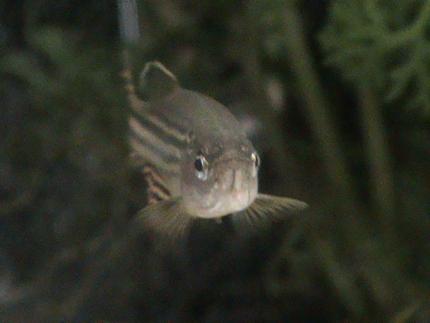 freshwater fish - danio rerio - zebra danio stocking in 11 gallons tank - One of my Zebra Danios looking straight at the camera
