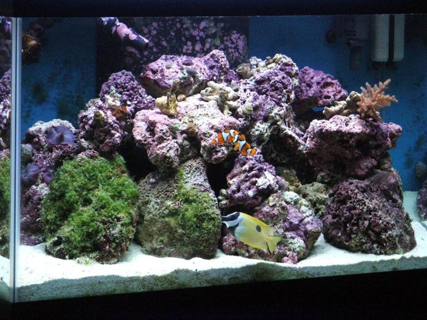 Rated #114: 58 Gallons Reef Tank - My first reef tank! 58 gallon mixed reef.