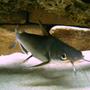 freshwater fish - arius jordani - columbian shark stocking in 120 gallons tank - Columbian Cat
