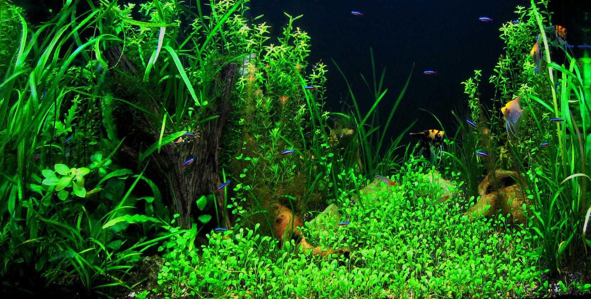 50 gallons planted tank (mostly live plants and fish) - Growth.