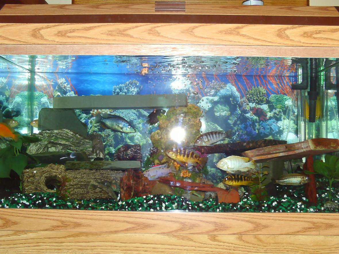55 gallons freshwater fish tank (mostly fish and non-living decorations) - 55 gal Cichlid
