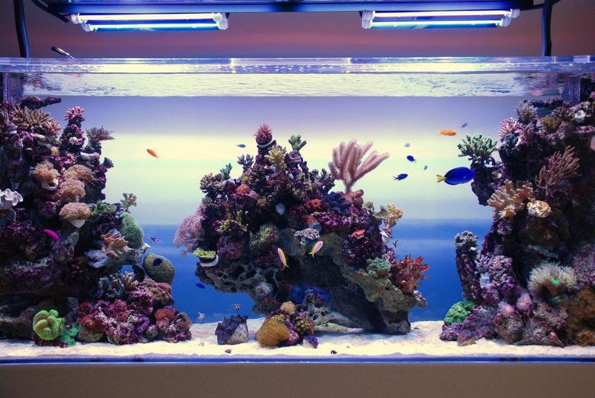 Rated #1: 350 Gallons Reef Tank - Reef tank