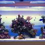 350 gallons reef tank (mostly live coral and fish) - Reef tank