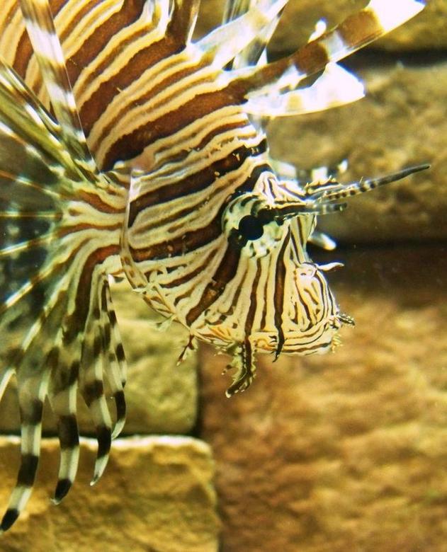 saltwater fish - dendrochirus zebra - dwarf/zebra lionfish stocking in 120 gallons tank - What should I name him?