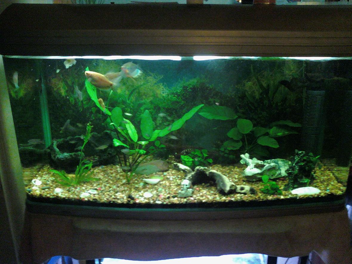120 gallons freshwater fish tank (mostly fish and non-living decorations) - my 3 foot tank filled with plants rocks and driftwood, fish =4 yellow tail acei's, gourami's,discus, electric bluefryy, common plecos, bristlenose catfish and cory doras and i think there is more i have most probly forgot some