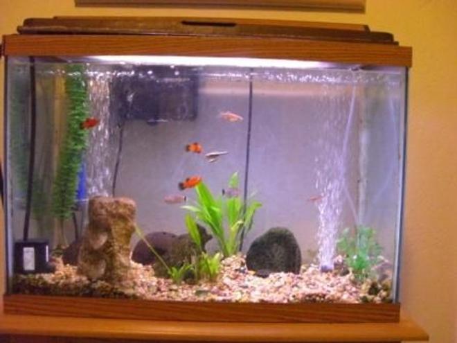 20 gallons freshwater fish tank (mostly fish and non-living decorations) - My tank