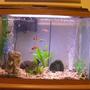 20 gallons freshwater fish tank (mostly fish and non-living decorations) - My tank