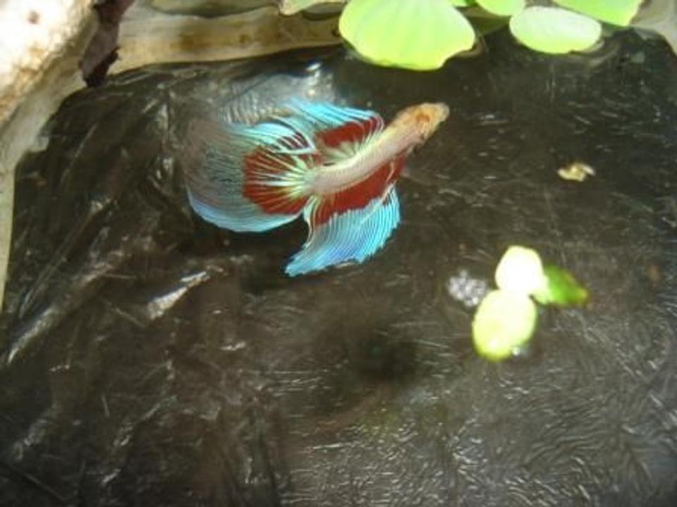 freshwater fish - betta splendens - betta - male stocking in 70 gallons tank - betta splendens