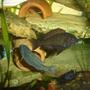 freshwater fish - tropheus moorii - moorii (kaiser ii) cichlid stocking in 70 gallons tank - trophose