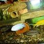 freshwater fish - pseudotropheus socolofi - albino socolofi stocking in 70 gallons tank - cichlide afrique tanger maroc