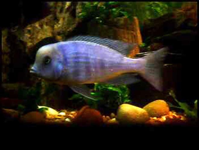 freshwater fish - cyrtocara moorii - blue dolphin cichlid stocking in 90 gallons tank - Cyrtocara Moorii Female