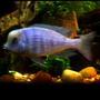 freshwater fish - cyrtocara moorii - blue dolphin cichlid stocking in 90 gallons tank - Cyrtocara Moorii Female