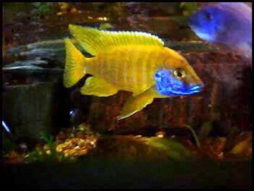 Rated #546: Freshwater Fish - Aulonocara Baenschi - Sunshine Peacock Stocking In 90 Gallons Tank - Sunshine peacock