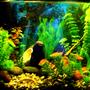 fish tank picture - my ten gal tank