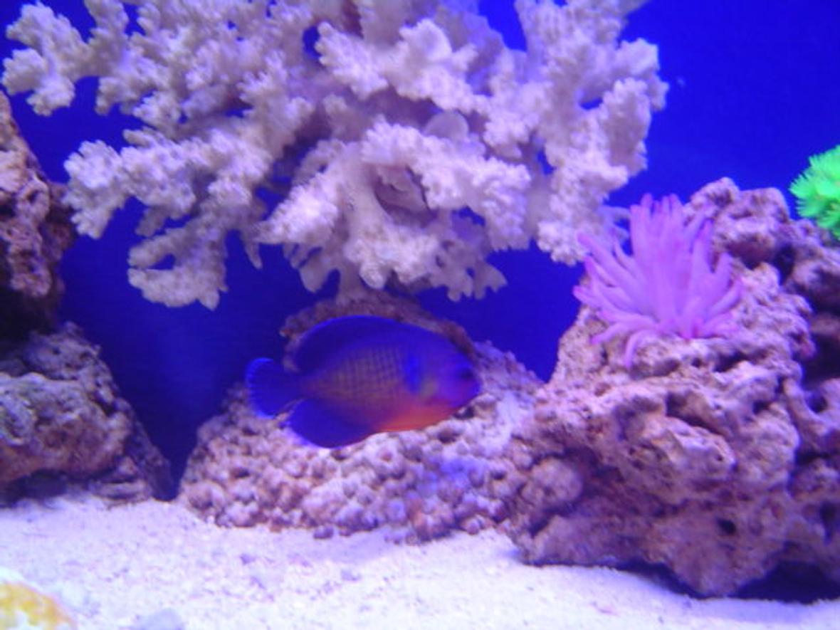 saltwater fish - centropyge bispinosa - coral beauty angelfish stocking in 95 gallons tank - Coral Beaty Angel.