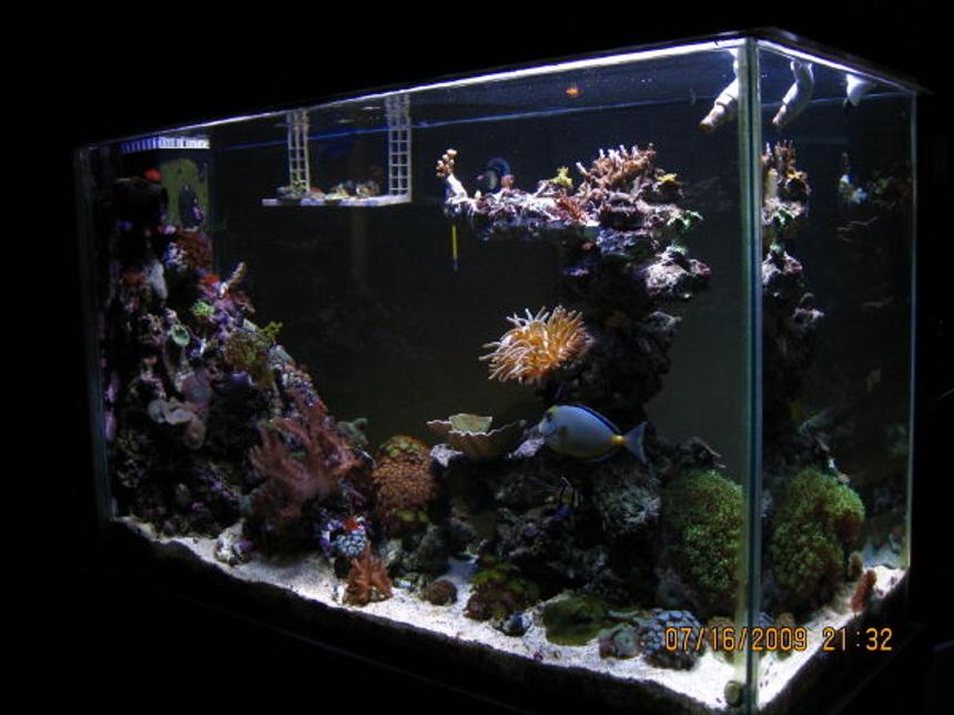 Rated #91: 90 Gallons Reef Tank - Side view