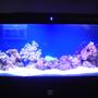 fish tank picture - 55 gallon saltwater