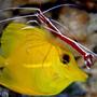 saltwater fish - zebrasoma flavescens - yellow tang - hawaii stocking in 90 gallons tank - Cleaner Shrimp working on our Yellow Tang