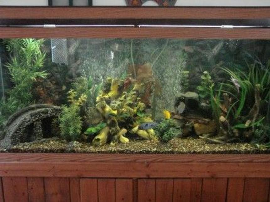 Rated #1561: 120 Gallons Freshwater Fish Tank - 120 gallon tank