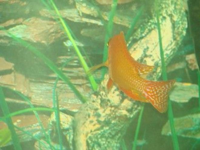 freshwater fish - aulonocara sp. - dragon blood peacock stocking in 120 gallons tank - metriaclima estherae
My sons favorite fish