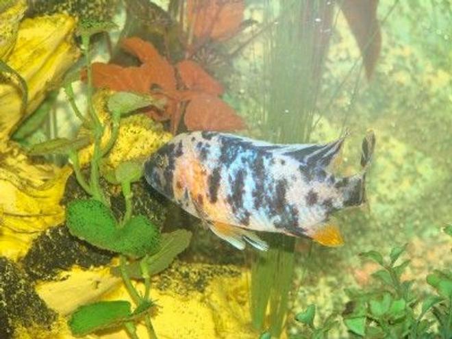 freshwater fish - aulonocara nyassae var. - peacock cichlid, orange blossom stocking in 120 gallons tank - Aulonosara (peacock)