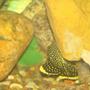 freshwater fish - baryancistrus sp. - gold nugget pleco (l-18) stocking in 120 gallons tank - golden nugget pleco