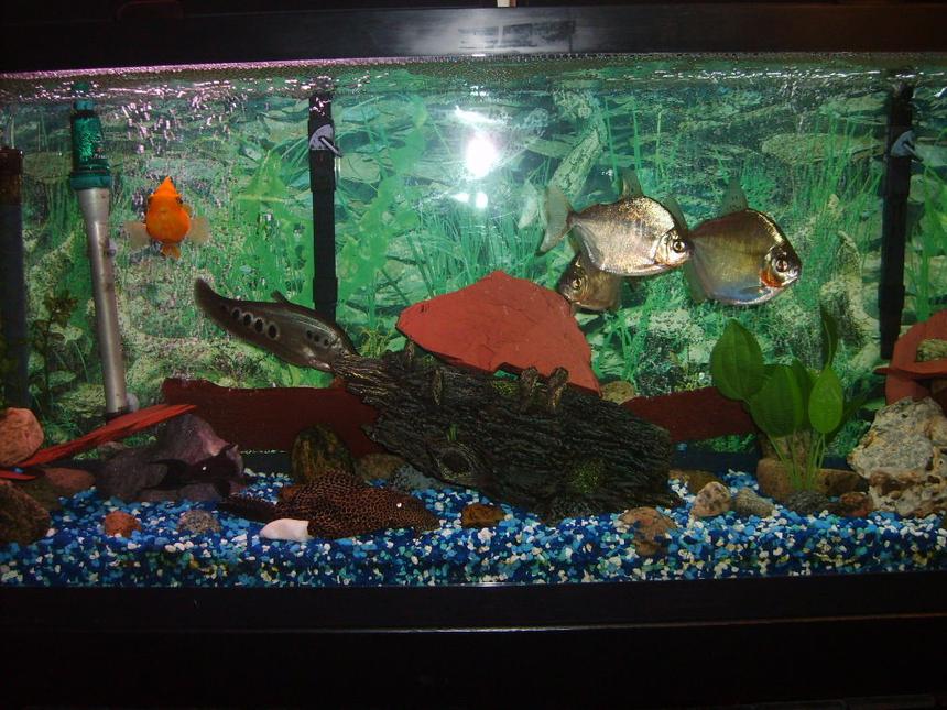 Rated #2734: 55 Gallons Freshwater Fish Tank - 55 gallon fresh water  tank