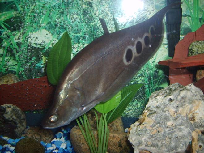 freshwater fish - notopterus chitala - clown knife fish stocking in 55 gallons tank - large clown knife