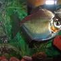 freshwater fish - metynnis argenteus - silver dollar stocking in 55 gallons tank - one of the three silver dollars