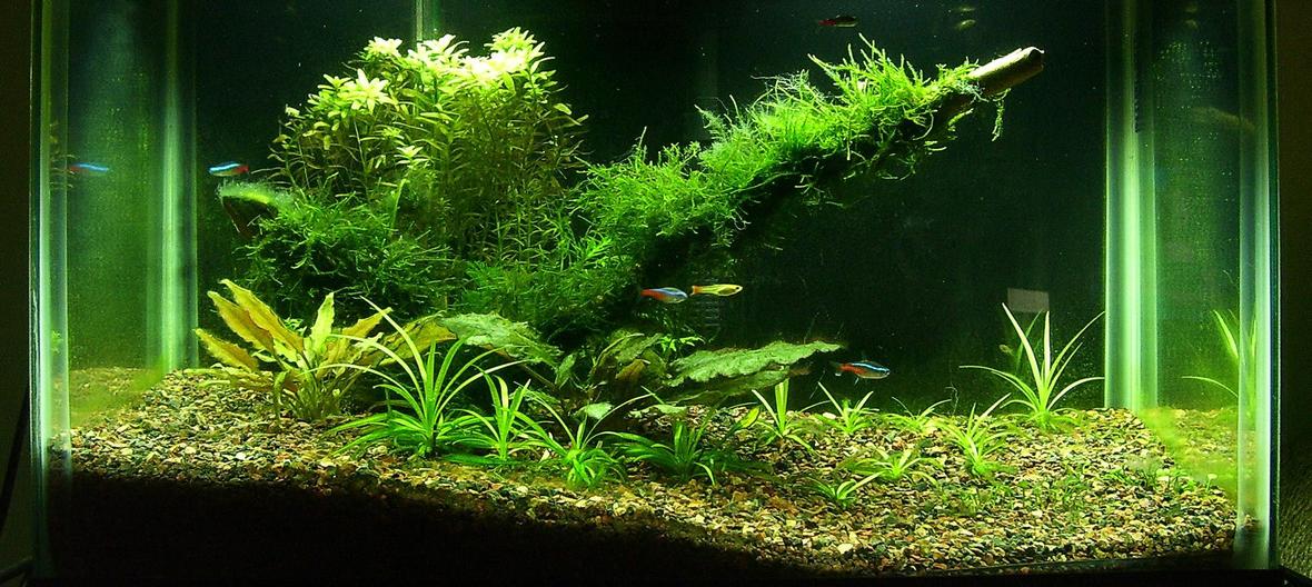 10 gallons planted tank (mostly live plants and fish) - 10g Planted ReReReScape